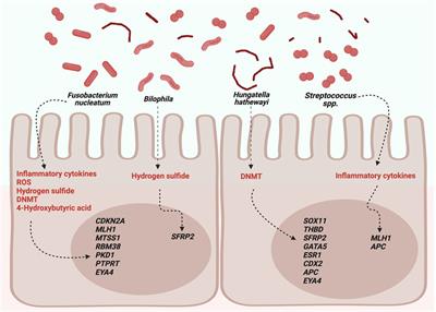 Microbiota composition and its impact on DNA methylation in colorectal cancer